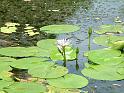 Waterlily tropical_3